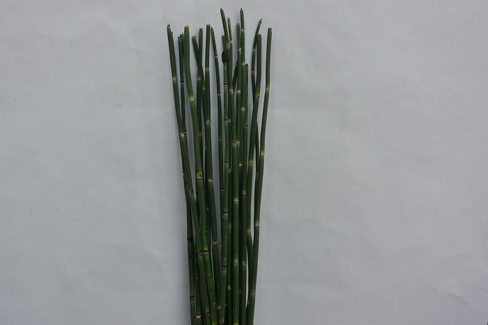 SNAKE GRASS